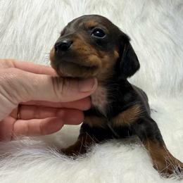 Boy 4 - Sable male Dachshund puppy in Montrose, Michigan from Livy’s Doodles