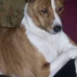 Basenjis from WayCon Basenjis