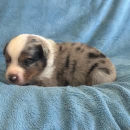 Felix - Blue merle male Australian Shepherd puppy in Franktown, Colorado from Double NB Livestock LLC