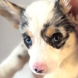 American Corgis and Pembroke Welsh Corgis from CalValley Kennels