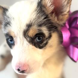 American Corgis and Pembroke Welsh Corgis from CalValley Kennels