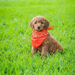 Goldendoodle Puppies from Celebrity Doodles DFW
