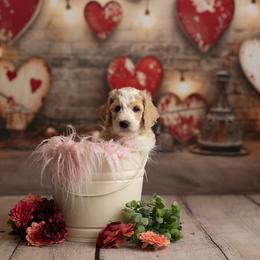 Goldendoodle Puppies from Hogan Family-Raised F1b Gooldendoodles