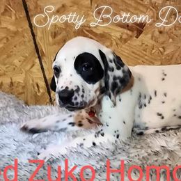 Boy Zuko Red - White and black Dalmatian puppy in Thayer, Missouri from Spotty Bottom Dalmatians
