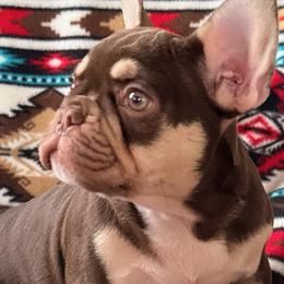 Boy 1 - Liver male French Bulldog puppy in Klamath Falls, Oregon from S-D Frenchies
