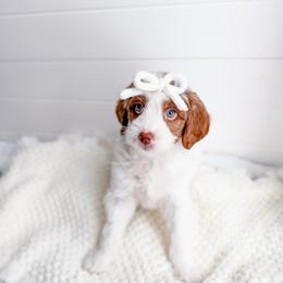 Frostleaf - Parti female Goldendoodle puppy in Greencastle, Indiana from Willow & Co.