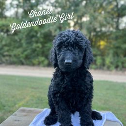Chanel - Black female Goldendoodle puppy in Grove, Oklahoma from Guinn Family Farms