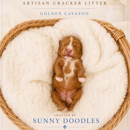 Ritz - Red male Cavapoo puppy in Queen Creek, Arizona from Sunny Doodles