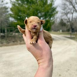Lucy F1b  (choc carrier) - Red female Cavapoo puppy in Wamego, Kansas from Doodles of Oz