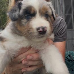 Aura - Blue merle female Australian Shepherd puppy in Summerville, South Carolina from Mtn Hollow