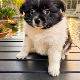 Penny - Black parti female Pomeranian puppy in Costa Mesa, California from Wheresmil0