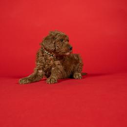 Stanley - Red  male Goldendoodle puppy in Payson, Utah from Country Sky Doodles