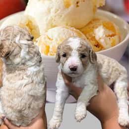 Peaches n Cream - Blenheim female Cavapoo puppy in Coshocton, Ohio from Forever Family Puppies
