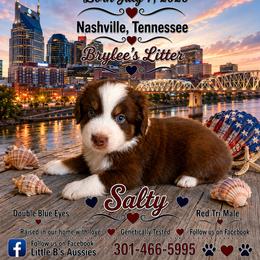 Salty - Red tri male Miniature Australian Shepherd puppy in Nashville, Tennessee from Little B’s Aussies