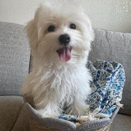 Archie - White male Maltese puppy in Dallas, Texas from Dallas Darling Maltese