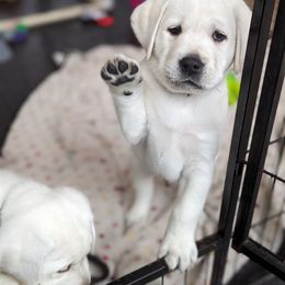 Labrador Retriever Puppies from White River Labradors