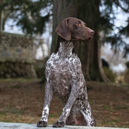 German Shorthaired Pointer All Grown Up from Windward German Shorthaired Pointers