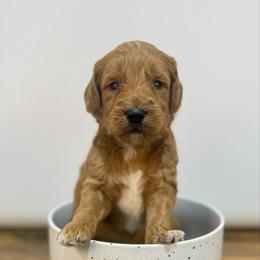 Rudolph - Red  male Goldendoodle puppy in Kenansville, North Carolina from J+A Family Doodles