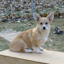 Pembroke Welsh Corgis from Amy Denton's Pembroke Welsh Corgis