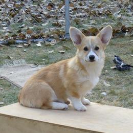 Pembroke Welsh Corgis from Amy Denton's Pembroke Welsh Corgis