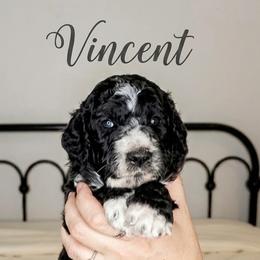 Vincent - Black and white male Bernedoodle puppy in Brandon, Iowa from Willow Creek Farm