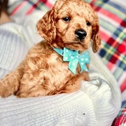 Goldendoodle Puppies from Loving Doodles