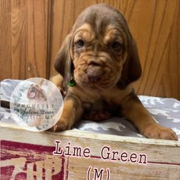 Bloodhound Puppies from McNeely Saline River Bloodhounds