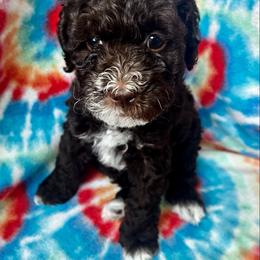 Labradoodle Puppies from Tug Hill Mini Labradoodles