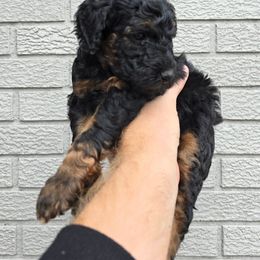 Jack - Phantom male Poodle puppy in Minneapolis, Minnesota from River Park Poodles