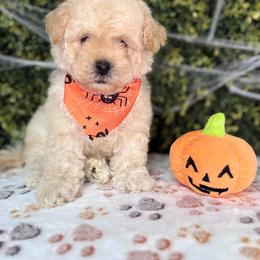 Bugatti - Cream male Maltipoo puppy in San Diego, California from Maltipoos SD