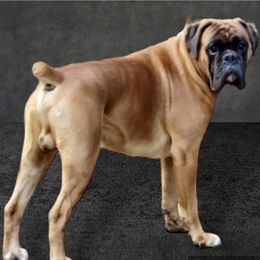 Jimmydean - Boxer