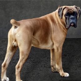 Jimmydean - Boxer