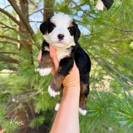 Kove - blue eye - Tri-color female Bernedoodle puppy in Wamego, Kansas from Doodles of Oz