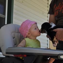 Australian Shepherd Puppies from Dovehawk Australian Shepherds