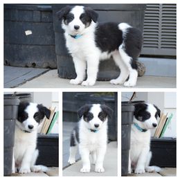 Bluey - Black and white Border Collie puppy in Huntersville, North Carolina from Millie’s Border Collie