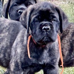Boy 1 - male Mastiff puppy in Millport, Alabama from Beaver Creek Mastiffs