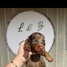 Chip - Dapple male Dachshund puppy in Maidsville, West Virginia from L&B Lowriders