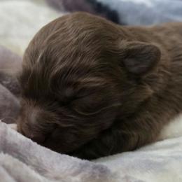 Chi Chi - Red & white female Miniature Australian Shepherd puppy in Arlington, Texas from CopperHead Aussies