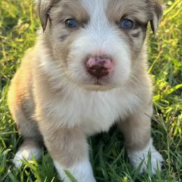 Australian Shepherds from Kicking K Aussies