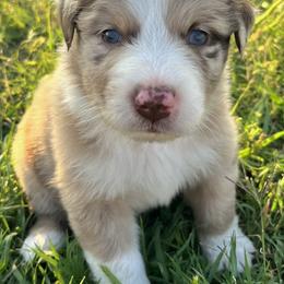 Australian Shepherds from Kicking K Aussies