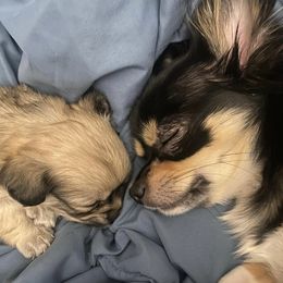 Chihuahuas from Cedar Tree Chihuahuas