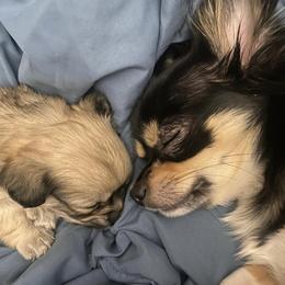 Chihuahuas from Cedar Tree Chihuahuas