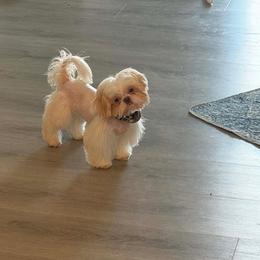 Blanco - Shih Tzu