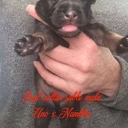 Red collar - Sable male German Shepherd puppy in Canterbury, Connecticut from Nachtwaechter German Shepherds, LLC