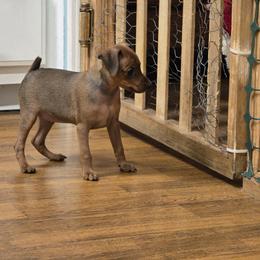 Sandy - Stag red female Miniature Pinscher puppy in Dunnellon, Florida from Shadowpins Miniature Pinschers