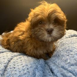 Shihpoo puppies from Petite Joie Puppies