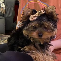 Yorkshire Terrier Puppies from DeRieux Yorkies