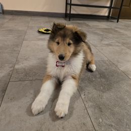 Bella - Sable female Collie puppy in Temple, Pennsylvania from Rimma's Collies