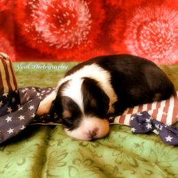 Australian Shepherd Puppies from Dovehawk Australian Shepherds