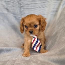 Noah - Ruby male Cavalier King Charles Spaniel puppy in Romeoville, Illinois from KonopkaKennelsLLC